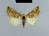 (Eublemma tanzania - BC ZSM Lep 48047)  @11 [ ] CreativeCommons - Attribution Non-Commercial Share-Alike (2010) Axel Hausmann/Bavarian State Collection of Zoology (ZSM) SNSB, Zoologische Staatssammlung Muenchen