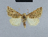  ( - BC ZSM Lep 48048)  @11 [ ] CreativeCommons - Attribution Non-Commercial Share-Alike (2010) Axel Hausmann/Bavarian State Collection of Zoology (ZSM) SNSB, Zoologische Staatssammlung Muenchen