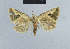  ( - BC ZSM Lep 48049)  @13 [ ] CreativeCommons - Attribution Non-Commercial Share-Alike (2010) Axel Hausmann/Bavarian State Collection of Zoology (ZSM) SNSB, Zoologische Staatssammlung Muenchen