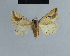  (Eublemma reducta - BC ZSM Lep 48054)  @13 [ ] CreativeCommons - Attribution Non-Commercial Share-Alike (2010) Axel Hausmann/Bavarian State Collection of Zoology (ZSM) SNSB, Zoologische Staatssammlung Muenchen