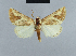  ( - BC ZSM Lep 48060)  @14 [ ] CreativeCommons - Attribution Non-Commercial Share-Alike (2010) Axel Hausmann/Bavarian State Collection of Zoology (ZSM) SNSB, Zoologische Staatssammlung Muenchen