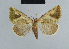  ( - BC ZSM Lep 48067)  @14 [ ] CreativeCommons - Attribution Non-Commercial Share-Alike (2010) Axel Hausmann/Bavarian State Collection of Zoology (ZSM) SNSB, Zoologische Staatssammlung Muenchen