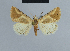  (Eublemma olivacea - BC ZSM Lep 48069)  @15 [ ] CreativeCommons - Attribution Non-Commercial Share-Alike (2010) Axel Hausmann/Bavarian State Collection of Zoology (ZSM) SNSB, Zoologische Staatssammlung Muenchen