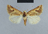  ( - BC ZSM Lep 48073)  @14 [ ] CreativeCommons - Attribution Non-Commercial Share-Alike (2010) Axel Hausmann/Bavarian State Collection of Zoology (ZSM) SNSB, Zoologische Staatssammlung Muenchen