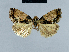  (Lithacodia africana1 - BC ZSM Lep 48074)  @13 [ ] CreativeCommons - Attribution Non-Commercial Share-Alike (2010) Axel Hausmann/Bavarian State Collection of Zoology (ZSM) SNSB, Zoologische Staatssammlung Muenchen