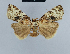  (Bryophilina - BC ZSM Lep 48076)  @11 [ ] CreativeCommons - Attribution Non-Commercial Share-Alike (2010) Axel Hausmann/Bavarian State Collection of Zoology (ZSM) SNSB, Zoologische Staatssammlung Muenchen