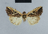  (Monodes conjugata - BC ZSM Lep 48078)  @11 [ ] CreativeCommons - Attribution Non-Commercial Share-Alike (2010) Axel Hausmann/Bavarian State Collection of Zoology (ZSM) SNSB, Zoologische Staatssammlung Muenchen
