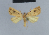  (Hiccoda - BC ZSM Lep 48082)  @14 [ ] CreativeCommons - Attribution Non-Commercial Share-Alike (2010) Axel Hausmann/Bavarian State Collection of Zoology (ZSM) SNSB, Zoologische Staatssammlung Muenchen