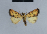  ( - BC ZSM Lep 48086)  @14 [ ] CreativeCommons - Attribution Non-Commercial Share-Alike (2010) Axel Hausmann/Bavarian State Collection of Zoology (ZSM) SNSB, Zoologische Staatssammlung Muenchen