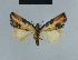  ( - BC ZSM Lep 48087)  @13 [ ] CreativeCommons - Attribution Non-Commercial Share-Alike (2010) Axel Hausmann/Bavarian State Collection of Zoology (ZSM) SNSB, Zoologische Staatssammlung Muenchen