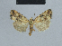  ( - BC ZSM Lep 48088)  @13 [ ] CreativeCommons - Attribution Non-Commercial Share-Alike (2010) Axel Hausmann/Bavarian State Collection of Zoology (ZSM) SNSB, Zoologische Staatssammlung Muenchen