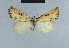  ( - BC ZSM Lep 48089)  @13 [ ] CreativeCommons - Attribution Non-Commercial Share-Alike (2010) Axel Hausmann/Bavarian State Collection of Zoology (ZSM) SNSB, Zoologische Staatssammlung Muenchen