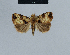  ( - BC ZSM Lep 48090)  @12 [ ] CreativeCommons - Attribution Non-Commercial Share-Alike (2010) Axel Hausmann/Bavarian State Collection of Zoology (ZSM) SNSB, Zoologische Staatssammlung Muenchen
