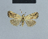  ( - BC ZSM Lep 48092)  @14 [ ] CreativeCommons - Attribution Non-Commercial Share-Alike (2010) Axel Hausmann/Bavarian State Collection of Zoology (ZSM) SNSB, Zoologische Staatssammlung Muenchen