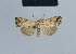  ( - BC ZSM Lep 48093)  @13 [ ] CreativeCommons - Attribution Non-Commercial Share-Alike (2010) Axel Hausmann/Bavarian State Collection of Zoology (ZSM) SNSB, Zoologische Staatssammlung Muenchen