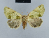  (Callychoda - BC ZSM Lep 48098)  @14 [ ] CreativeCommons - Attribution Non-Commercial Share-Alike (2010) Axel Hausmann/Bavarian State Collection of Zoology (ZSM) SNSB, Zoologische Staatssammlung Muenchen