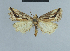  ( - BC ZSM Lep 48105)  @12 [ ] CreativeCommons - Attribution Non-Commercial Share-Alike (2010) Axel Hausmann/Bavarian State Collection of Zoology (ZSM) SNSB, Zoologische Staatssammlung Muenchen