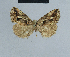  ( - BC ZSM Lep 48106)  @11 [ ] CreativeCommons - Attribution Non-Commercial Share-Alike (2010) Axel Hausmann/Bavarian State Collection of Zoology (ZSM) SNSB, Zoologische Staatssammlung Muenchen