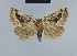 ( - BC ZSM Lep 48109)  @11 [ ] CreativeCommons - Attribution Non-Commercial Share-Alike (2010) Axel Hausmann/Bavarian State Collection of Zoology (ZSM) SNSB, Zoologische Staatssammlung Muenchen