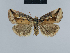  ( - BC ZSM Lep 48111)  @14 [ ] CreativeCommons - Attribution Non-Commercial Share-Alike (2010) Axel Hausmann/Bavarian State Collection of Zoology (ZSM) SNSB, Zoologische Staatssammlung Muenchen