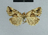  ( - BC ZSM Lep 48114)  @13 [ ] CreativeCommons - Attribution Non-Commercial Share-Alike (2010) Axel Hausmann/Bavarian State Collection of Zoology (ZSM) SNSB, Zoologische Staatssammlung Muenchen