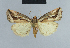  ( - BC ZSM Lep 48115)  @11 [ ] CreativeCommons - Attribution Non-Commercial Share-Alike (2010) Axel Hausmann/Bavarian State Collection of Zoology (ZSM) SNSB, Zoologische Staatssammlung Muenchen