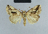  ( - BC ZSM Lep 48116)  @14 [ ] CreativeCommons - Attribution Non-Commercial Share-Alike (2010) Axel Hausmann/Bavarian State Collection of Zoology (ZSM) SNSB, Zoologische Staatssammlung Muenchen