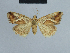  ( - BC ZSM Lep 48118)  @12 [ ] CreativeCommons - Attribution Non-Commercial Share-Alike (2010) Axel Hausmann/Bavarian State Collection of Zoology (ZSM) SNSB, Zoologische Staatssammlung Muenchen
