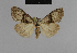  ( - BC ZSM Lep 48124)  @13 [ ] CreativeCommons - Attribution Non-Commercial Share-Alike (2010) Axel Hausmann/Bavarian State Collection of Zoology (ZSM) SNSB, Zoologische Staatssammlung Muenchen