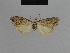  (Nola imitata imitata - BC ZSM Lep 48139)  @12 [ ] CreativeCommons - Attribution Non-Commercial Share-Alike (2010) Axel Hausmann/Bavarian State Collection of Zoology (ZSM) SNSB, Zoologische Staatssammlung Muenchen