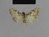  ( - BC ZSM Lep 48147)  @12 [ ] CreativeCommons - Attribution Non-Commercial Share-Alike (2010) Axel Hausmann/Bavarian State Collection of Zoology (ZSM) SNSB, Zoologische Staatssammlung Muenchen
