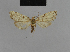  ( - BC ZSM Lep 48153)  @13 [ ] CreativeCommons - Attribution Non-Commercial Share-Alike (2010) Axel Hausmann/Bavarian State Collection of Zoology (ZSM) SNSB, Zoologische Staatssammlung Muenchen