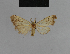  ( - BC ZSM Lep 48182)  @11 [ ] CreativeCommons - Attribution Non-Commercial Share-Alike (2010) Axel Hausmann/Bavarian State Collection of Zoology (ZSM) SNSB, Zoologische Staatssammlung Muenchen