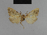  ( - BC ZSM Lep 48183)  @11 [ ] CreativeCommons - Attribution Non-Commercial Share-Alike (2010) Axel Hausmann/Bavarian State Collection of Zoology (ZSM) SNSB, Zoologische Staatssammlung Muenchen
