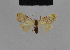  ( - BC ZSM Lep 48184)  @12 [ ] CreativeCommons - Attribution Non-Commercial Share-Alike (2010) Axel Hausmann/Bavarian State Collection of Zoology (ZSM) SNSB, Zoologische Staatssammlung Muenchen