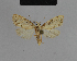  ( - BC ZSM Lep 48185)  @12 [ ] CreativeCommons - Attribution Non-Commercial Share-Alike (2010) Axel Hausmann/Bavarian State Collection of Zoology (ZSM) SNSB, Zoologische Staatssammlung Muenchen