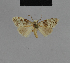  ( - BC ZSM Lep 48186)  @12 [ ] CreativeCommons - Attribution Non-Commercial Share-Alike (2010) Axel Hausmann/Bavarian State Collection of Zoology (ZSM) SNSB, Zoologische Staatssammlung Muenchen