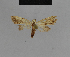  ( - BC ZSM Lep 48187)  @11 [ ] CreativeCommons - Attribution Non-Commercial Share-Alike (2010) Axel Hausmann/Bavarian State Collection of Zoology (ZSM) SNSB, Zoologische Staatssammlung Muenchen