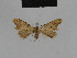 ( - BC ZSM Lep 48188)  @11 [ ] CreativeCommons - Attribution Non-Commercial Share-Alike (2010) Axel Hausmann/Bavarian State Collection of Zoology (ZSM) SNSB, Zoologische Staatssammlung Muenchen