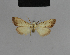  ( - BC ZSM Lep 48189)  @11 [ ] CreativeCommons - Attribution Non-Commercial Share-Alike (2010) Axel Hausmann/Bavarian State Collection of Zoology (ZSM) SNSB, Zoologische Staatssammlung Muenchen