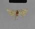  ( - BC ZSM Lep 48190)  @11 [ ] CreativeCommons - Attribution Non-Commercial Share-Alike (2010) Axel Hausmann/Bavarian State Collection of Zoology (ZSM) SNSB, Zoologische Staatssammlung Muenchen
