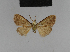  ( - BC ZSM Lep 48193)  @11 [ ] CreativeCommons - Attribution Non-Commercial Share-Alike (2010) Axel Hausmann/Bavarian State Collection of Zoology (ZSM) SNSB, Zoologische Staatssammlung Muenchen