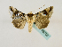 ( - BC ZSM Lep 48703)  @12 [ ] CreativeCommons - Attribution Non-Commercial Share-Alike (2011) Axel Hausmann/Bavarian State Collection of Zoology (ZSM) SNSB, Zoologische Staatssammlung Muenchen