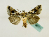  ( - BC ZSM Lep 48711)  @13 [ ] CreativeCommons - Attribution Non-Commercial Share-Alike (2011) Axel Hausmann/Bavarian State Collection of Zoology (ZSM) SNSB, Zoologische Staatssammlung Muenchen