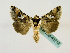  ( - BC ZSM Lep 48712)  @12 [ ] CreativeCommons - Attribution Non-Commercial Share-Alike (2011) Axel Hausmann/Bavarian State Collection of Zoology (ZSM) SNSB, Zoologische Staatssammlung Muenchen