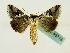  (Thysanoplusia callista - BC ZSM Lep 48713)  @14 [ ] CreativeCommons - Attribution Non-Commercial Share-Alike (2011) Axel Hausmann/Bavarian State Collection of Zoology (ZSM) SNSB, Zoologische Staatssammlung Muenchen