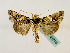  ( - BC ZSM Lep 48716)  @12 [ ] CreativeCommons - Attribution Non-Commercial Share-Alike (2011) Axel Hausmann/Bavarian State Collection of Zoology (ZSM) SNSB, Zoologische Staatssammlung Muenchen