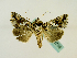  ( - BC ZSM Lep 48718)  @12 [ ] CreativeCommons - Attribution Non-Commercial Share-Alike (2011) Axel Hausmann/Bavarian State Collection of Zoology (ZSM) SNSB, Zoologische Staatssammlung Muenchen