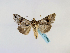  ( - BC ZSM Lep 48740)  @13 [ ] CreativeCommons - Attribution Non-Commercial Share-Alike (2011) Axel Hausmann/Bavarian State Collection of Zoology (ZSM) SNSB, Zoologische Staatssammlung Muenchen