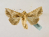  ( - BC ZSM Lep 48753)  @14 [ ] CreativeCommons - Attribution Non-Commercial Share-Alike (2011) Axel Hausmann/Bavarian State Collection of Zoology (ZSM) SNSB, Zoologische Staatssammlung Muenchen
